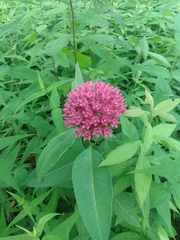 Asclepias purpurascens