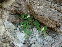 Asarina procumbens