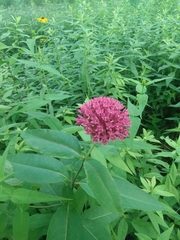Asclepias purpurascens