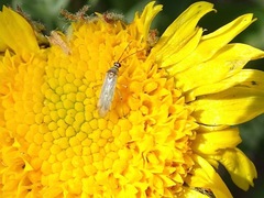 Engytatus modestus