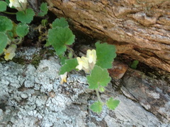 Asarina procumbens