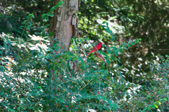 Cardinalis cardinalis