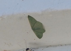 Thalassodes immissaria