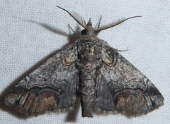 Paectes abrostolella