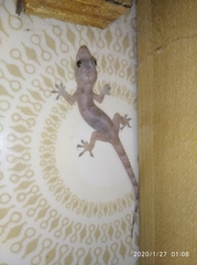 Hemidactylus mabouia