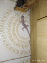 Hemidactylus mabouia