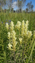 Castilleja pallida