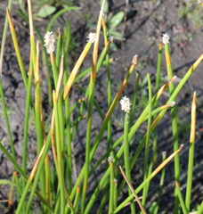 Eleocharis parishii