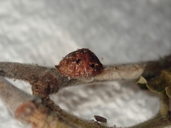 Parthenolecanium corni