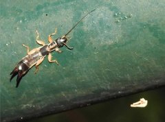Cranopygia