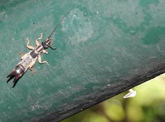 Cranopygia