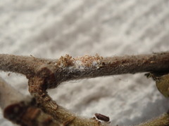 Parthenolecanium corni