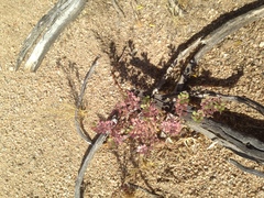 Lepidium lasiocarpum