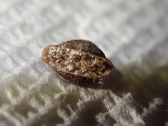 Parthenolecanium corni