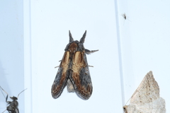 Notodonta scitipennis