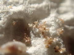 Parthenolecanium corni