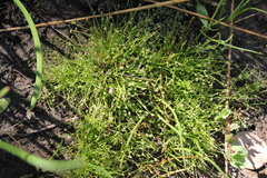 Eleocharis bella