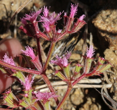 Chorizanthe fimbriata