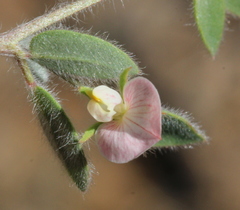 Acmispon americanus americanus