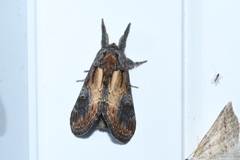 Notodonta scitipennis