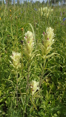 Castilleja pallida