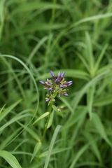Phlox glaberrima interior