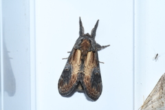 Notodonta scitipennis