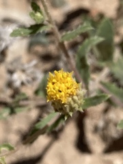 Xanthisma grindelioides