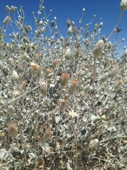 Brickellia incana