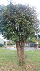 Ficus