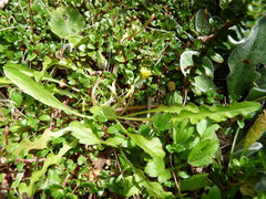 Taraxacum zealandicum