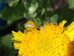 Engytatus modestus
