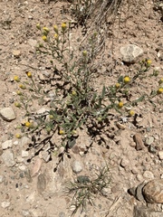 Xanthisma grindelioides