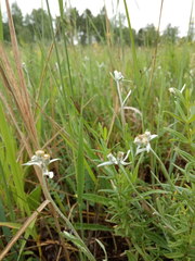 Leontopodium leontopodioides