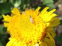 Engytatus modestus