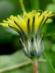 Taraxacum zealandicum