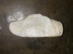 Olivancillaria urceus