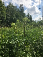 Angelica archangelica