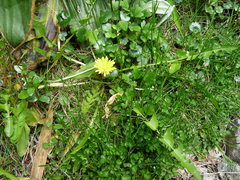 Taraxacum zealandicum
