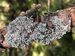 Hypogymnia incurvoides