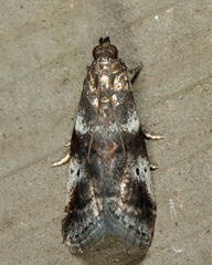 Acrobasis vaccinii