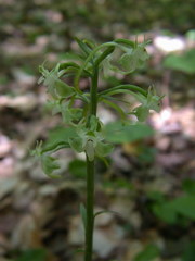 Platanthera macrophylla