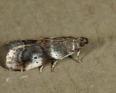 Acrobasis vaccinii