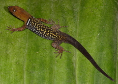 Gonatodes concinnatus