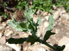 Centaurea pectinata