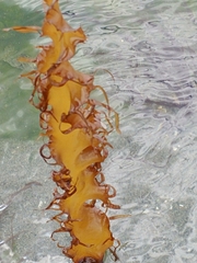 Halymeniales