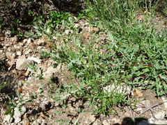 Centaurea pectinata