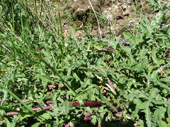 Centaurea pectinata