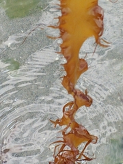 Halymeniales