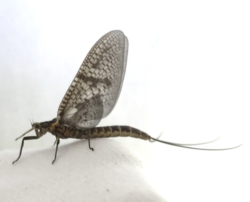 Shadowed Burrowing Mayfly